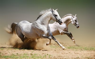 vita hästar, springhäst