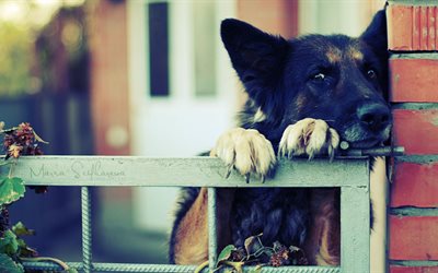 Il Cane da Pastore tedesco, triste cane, Pastore tedesco