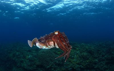 under water, cuttlefish, underwater world