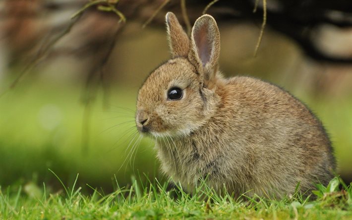 토끼, 귀여운 동물, 녹색의 잔디