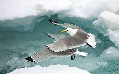बर्फ, अंटार्टिका, seagulls से, icebergs