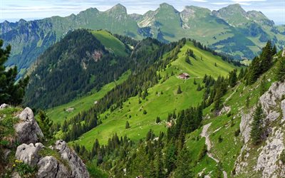 alpes suizos, rock, suiza, invitado, montañas, grandes, bosque