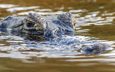 le crocodile, l'œil d'un crocodile, une rivière, un prédateur