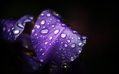 púrpura de la flor, macro