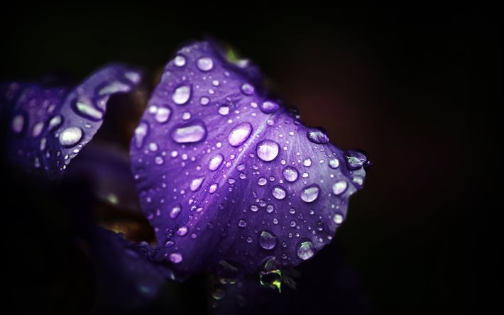紫色の花, マクロ