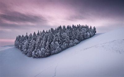 snow, winter, snowy forest, sunset, coniferous forest, the event