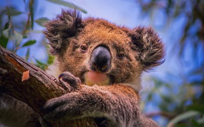 koala, karhut, karhu, koalat, phascolarctos cinereus