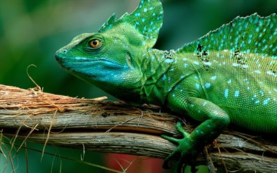 reptiles, green color, chameleon, the basilisk lizard