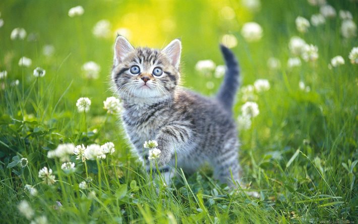 かわいい子猫, 草, 菜, 緑の芝生