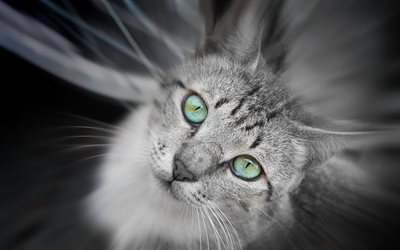 grey cat, photo