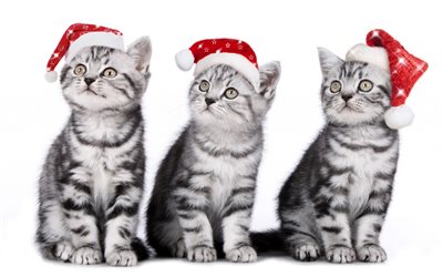 gatos, bonés de natal, gatos pequenos, gatinhos, ano novo