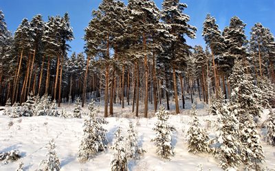 forêt de pins, l'hiver, beaucoup de neige