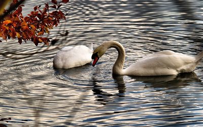the lake, white swans, swans