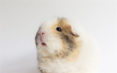 guinea pig, photo