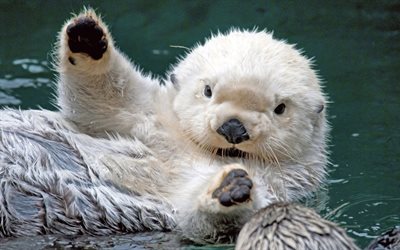 otter, little otter, cute otter, a baby otter