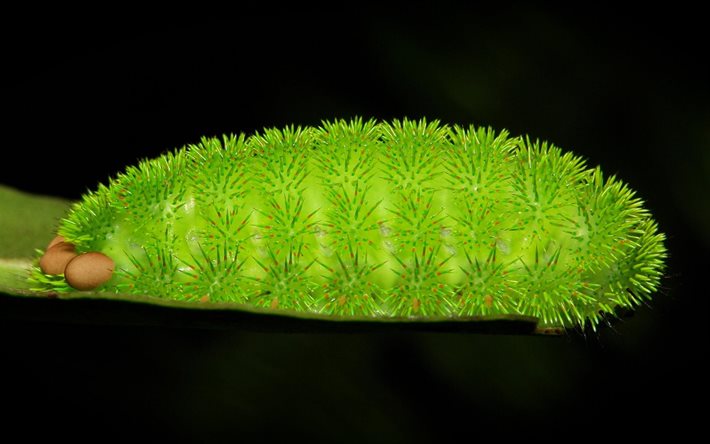 grön larv