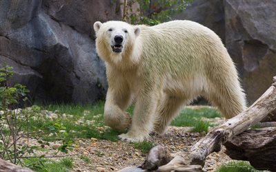 polar bär, bären, eisbär