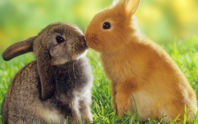 coppia di conigli, natura, conigli, roditori, animali, erba