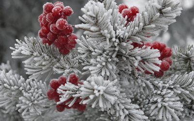 nature, plants, berries, needles, frost, winter