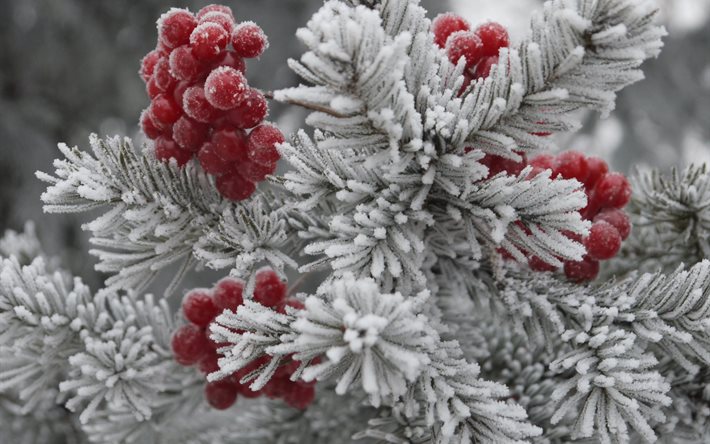 natur, växter, bär, barr, frost, vinter