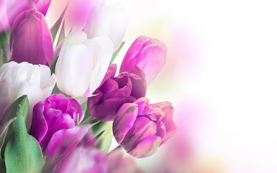fiori, tulipani, mazzo, sfondo