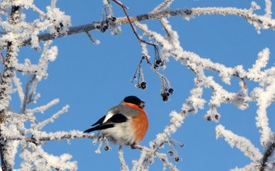 frost, snow, branches, winter, tree, nature, bird, bullfinch