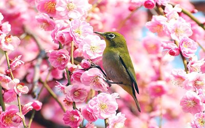 árvore, floração, ramos, primavera, flores, sakura, natureza, pássaro, olhos brancos