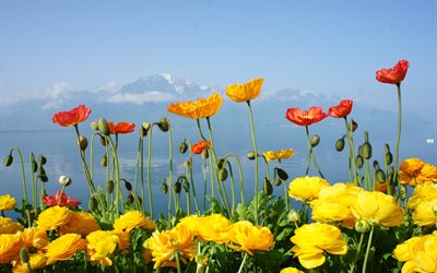 switzerland, water, geneva, flowers, the lake, mountains, landscape, tulips, nature, maki