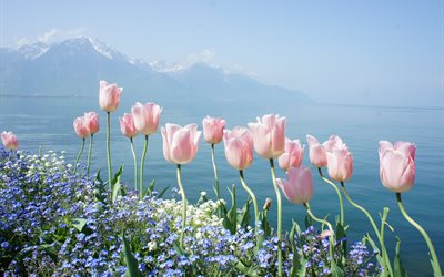 the lake, geneva, landscape, switzerland, water, flowers, nature, mountains, tulips, forget-me-nots