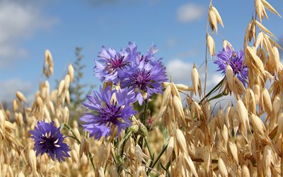 oats, cornflowers, flowers, field, summer, nature, ears