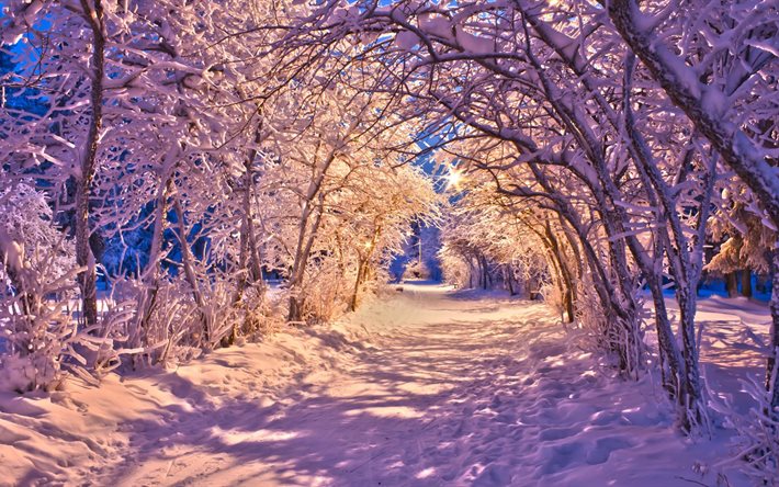 los árboles, el sol, nieve, invierno, paisaje, callejón