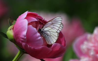 flower, summer, peony, nature, butterfly