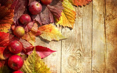 otoño, naturaleza, hojas, frutos, frutas, manzanas, junta