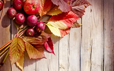 les fruits, les feuilles, l'automne, le conseil d'administration, les pommes