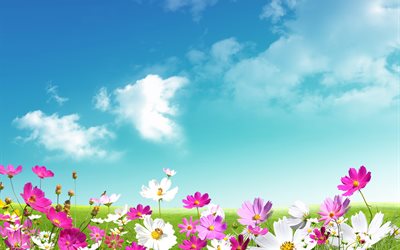 the sky, field, nature, flowers, graphics, kosmeya