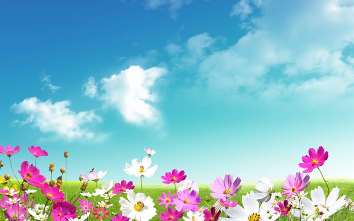 the sky, field, nature, flowers, graphics, kosmeya