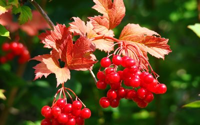 leaves, branch, berries, autumn, bunches, nature, kalina