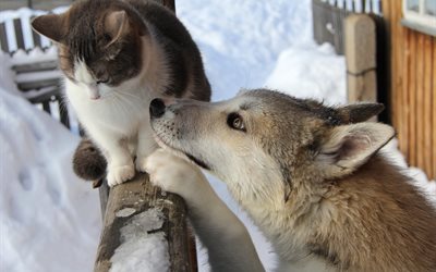 animales, invierno, gato, perro, amigos