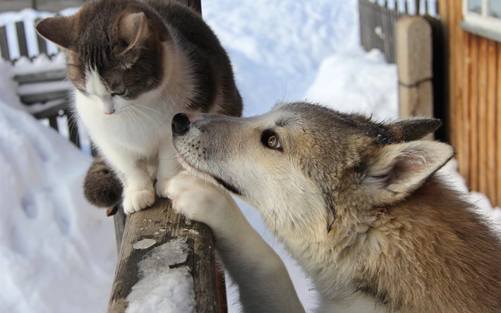 hayvanlar, kış, kedi, köpek, arkadaş