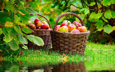 la nature, l'été, l'automne, les branches, les feuilles, l'herbe, le panier, pommes, des fruits, de l'eau