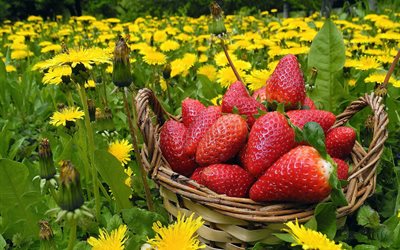 summer, berries, strawberry, nature, basket, grass, flowers, dandelions