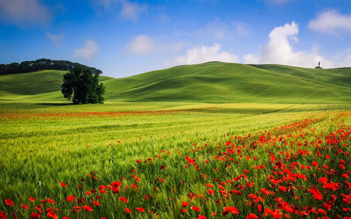 Download wallpapers hills, field, landscape, flowers, maki, nature, trees, the sky desktop free. Pictures for desktop free