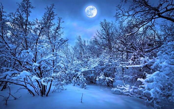 nature, landscape, winter, snow, trees, the bushes, night, the moon