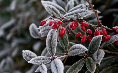 frost, winter, fruits, berries, leaves, barberry, plant, nature