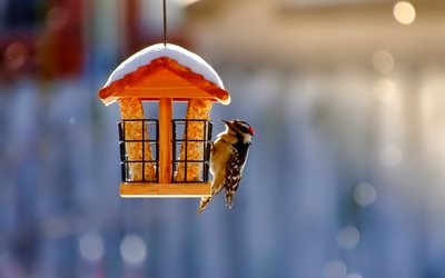uccello, inverno, un picchio, un alimentatore