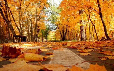 ruelle, parc, arbres, automne, nature, feuilles
