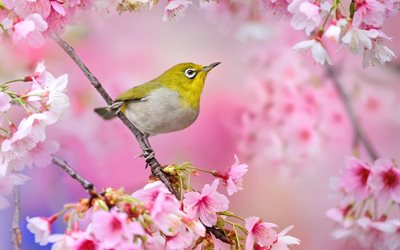 ramos, pássaro, sakura, árvore, floração, olhos brancos, primavera, natureza, japão
