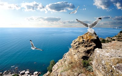 seagulls, birds, stones, mountains, sea, crimea, landscape, nature, the sky