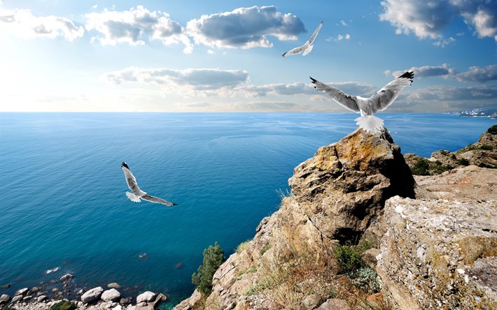 seagulls, birds, stones, mountains, sea, crimea, landscape, nature, the sky