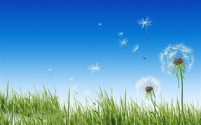 graphics, illustration, nature, grass, the sky, dandelions